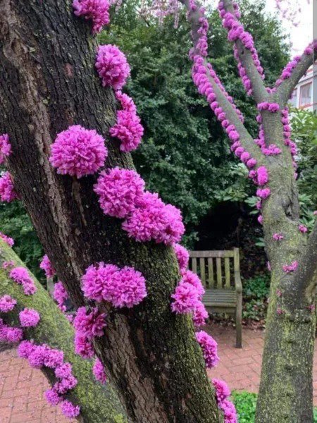 Fresh 20 Judas Tree Seeds For Planting Flowering Tree Prized For Yard Or Bonsai Garden