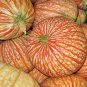 Fresh 10 Rare One Too Many Pumpkin Seeds For Planting Exotic Striped Pumpkin Garden