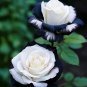 Black&White Kuyla Twin Roses 50 Seeds Fresh Garden