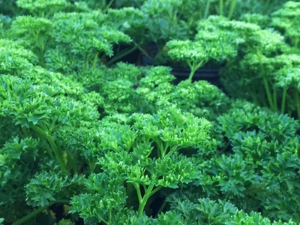 400 Moss Curled Parsley Seeds Non Gmo Harvest Garden