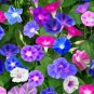 25 Tall Mixed Morning Glory Seeds 15 Ft Climbing Vines Garden