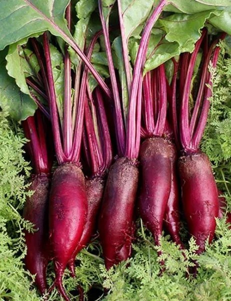 200+ Cylindra Beet Seeds Non Gmo Harvest Garden