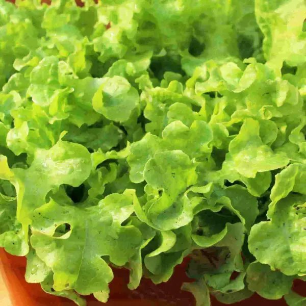 800+ Grand Rapids Lettuce Seeds (1 Gram) Harvest Garden