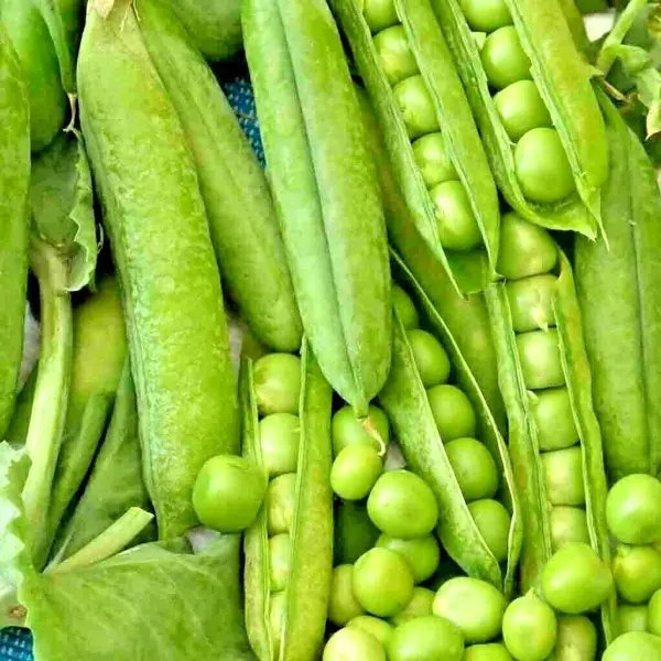 150+ Oregon Sugar Pod Peas Seeds Heirloom Non Gmo Vegetable Autumn Usa Garden