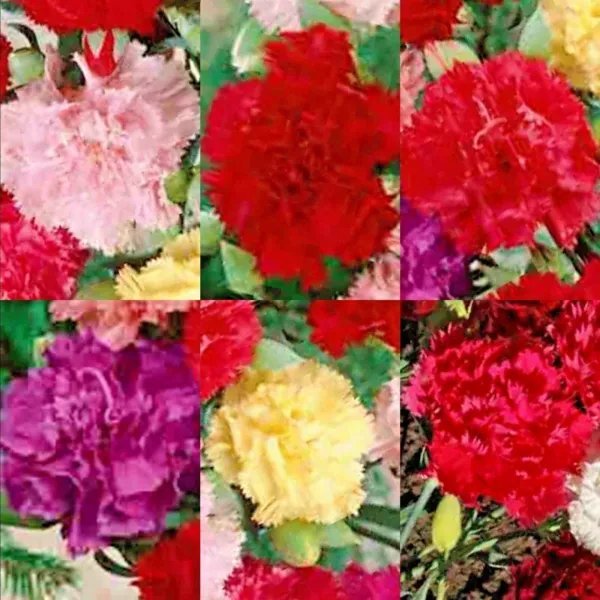 Carnation Spring Mix 100 Seeds Rare Dianthus Chabaud Flowers Double Blooms Usa Garden