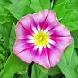 Morning Glory 30 Seeds Dwarf Rose Hummingbird Mix Tricolor Flowers Vining Usa Garden