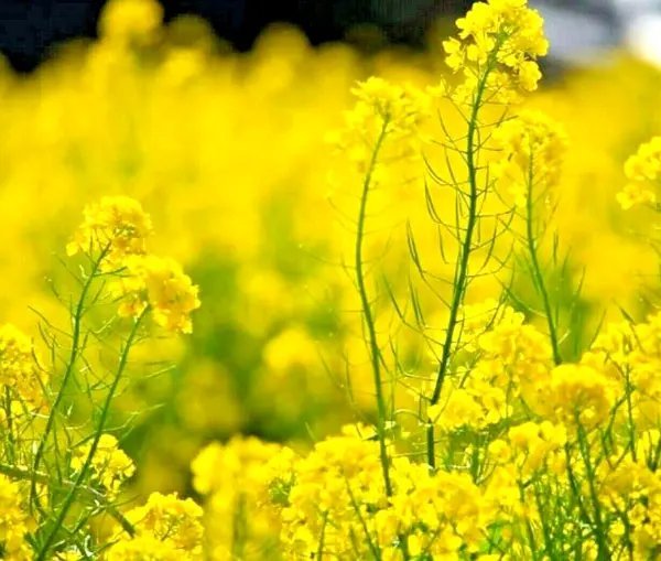 2000+ Black Mustard Seeds Spring Microgreens Pest Repellent Usa Garden