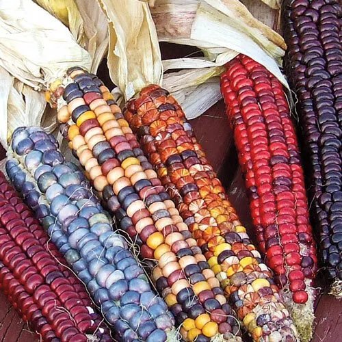 Ornamental Indian Corn Indian Corn Seeds 50+ Seeds Heirloom Non Gmo Variety Garden