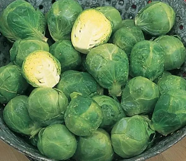 Brussel Sprouts Long Island Brussel Sprouts Seeds 300+ Seeds Heirloom Nongmo Garden