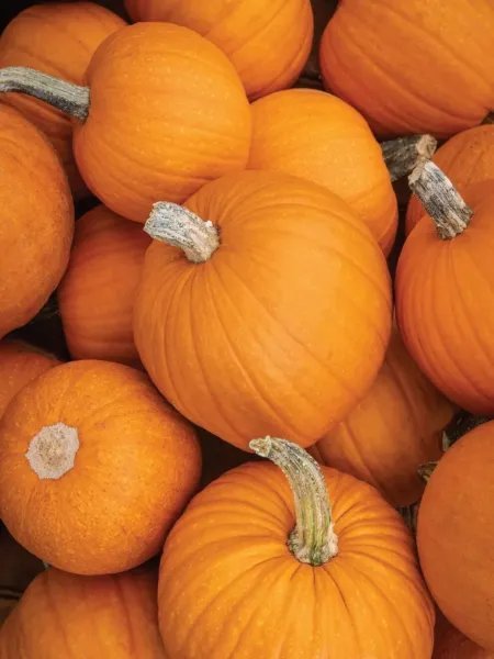 Pumpkin Seed Sugar Or Pie Pumpkin Seed Heirloom Pie Pumpkin Seed 20 Seeds Garden