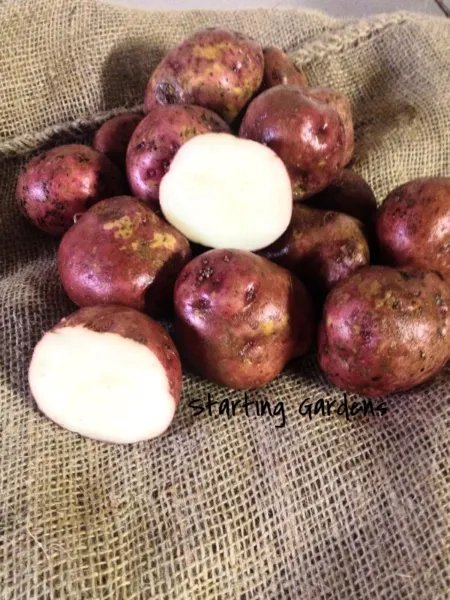 Red Pontiac Seed Potato (5 Lbs.) A Favorite Red Potato Certified Seed Potato Garden