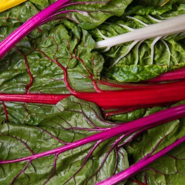 Swiss Chard Seeds Rainbow Swiss Chard Seed Non Gmo 100 Seeds Garden