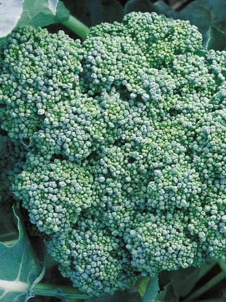 Broccoli Seed Italian Green Sprouting (100+ Broccoli Seeds)Non Gmo Heirloom Garden