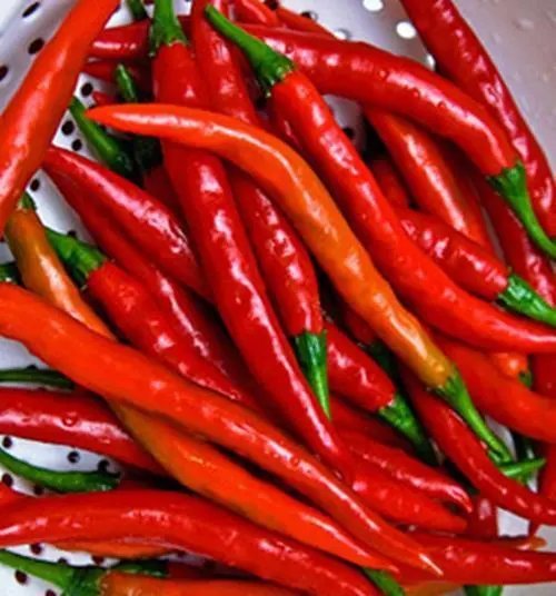 Cayenne Long Red Pepper Seed 50 Seeds Cayenne Long Red Thin Non Gmo Heirloom Garden