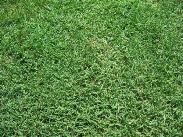 Bermuda Grass Seed Unhulled Coated (5 Lb. Pack) Drought Tolerant Lawn Seed Garden
