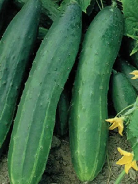 Space Master Bush Cucumber Heirloom Non Gmo Seeds 25 Bush Cucumber Seeds Garden