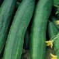 Space Master Bush Cucumber Heirloom Non Gmo Seeds 25 Bush Cucumber Seeds Garden