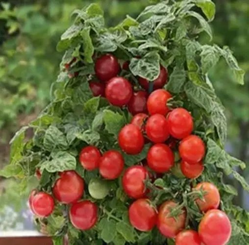 Patio Tomato Seeds Patio Tomato Non Gmo 30 Seed Pack Garden