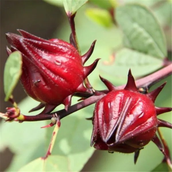 15+Roselle Seeds Asian Sour Leaf Red Sorrell Florida Cranberry Jamaican Tea Usa Garden
