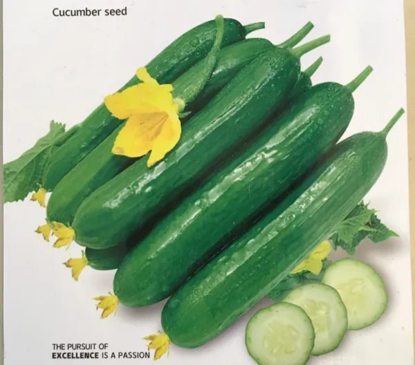 15+ Chinese Fruit Cucumber Seeds Burpless Persian Mini Cucumber Usa Garden