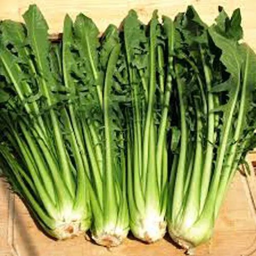 300+Catalogna Emerald Endive Seeds Italian Dandelion Chicory Green Usa Garden