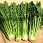 300+Catalogna Emerald Endive Seeds Italian Dandelion Chicory Green Usa Garden