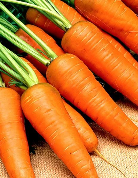1000+Carrot Seeds Chantenay Red Cored Carrot Non Gmo Vegetable Seeds Usa Garden