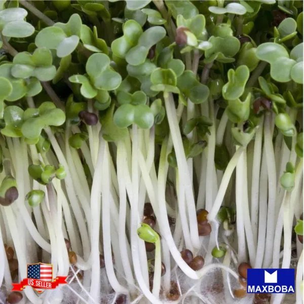 Broccoli Microgreens 4000 Seeds Heirloom Non Gmo Garden