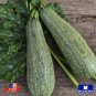 40+ Squash Seeds Summer Zucchini Grey Heirloom Vegetablr Non Gmo Garden