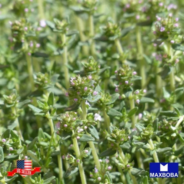 1000+ Common Thyme Seeds Organic Heirloom Non Gmo Garden