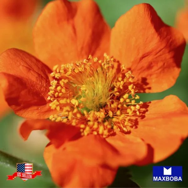 30+ Mrs. Bradshaw Geum Seeds Non Gmo Garden