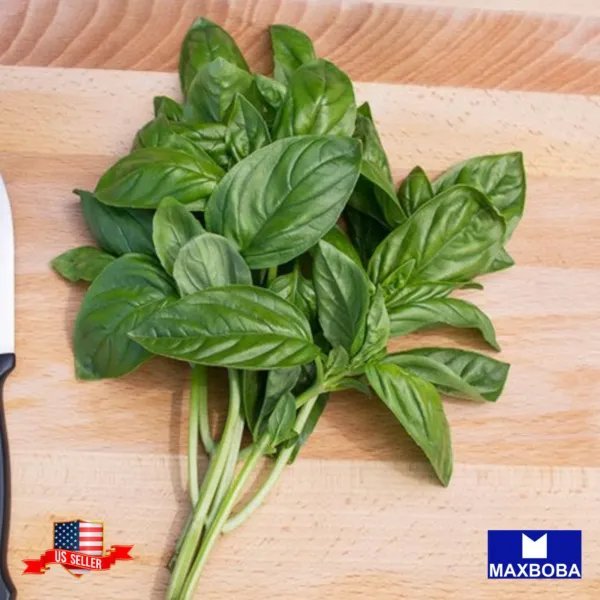 Premium 1200 Seeds Genovese Basil Non Gmo Heirloom Garden
