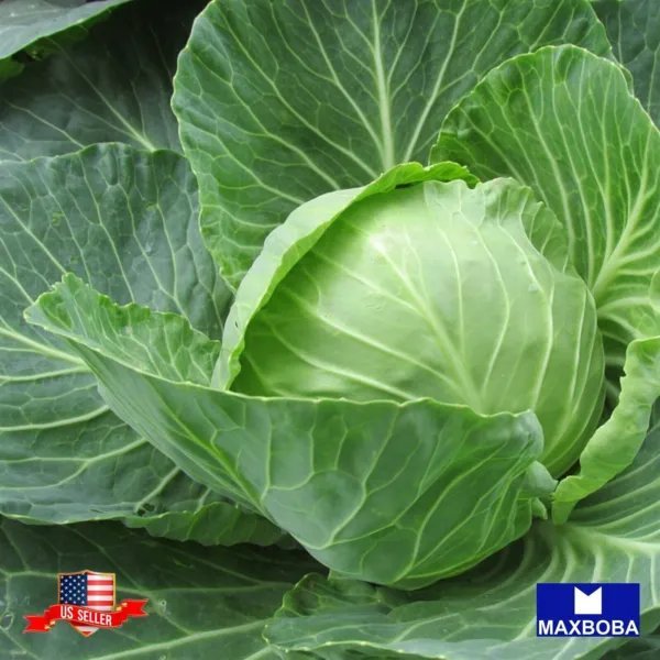500 Cabbage Seeds Early Jersey Wakefield Non Gmo Heirloom Garden