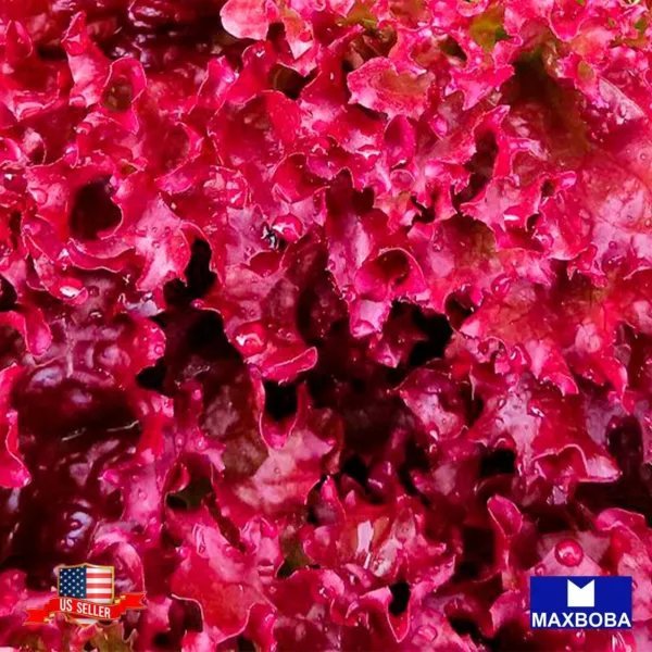 500 Lettuce Seeds Leaf Ruby Red Non Gmo Heirloom Vegetable Garden