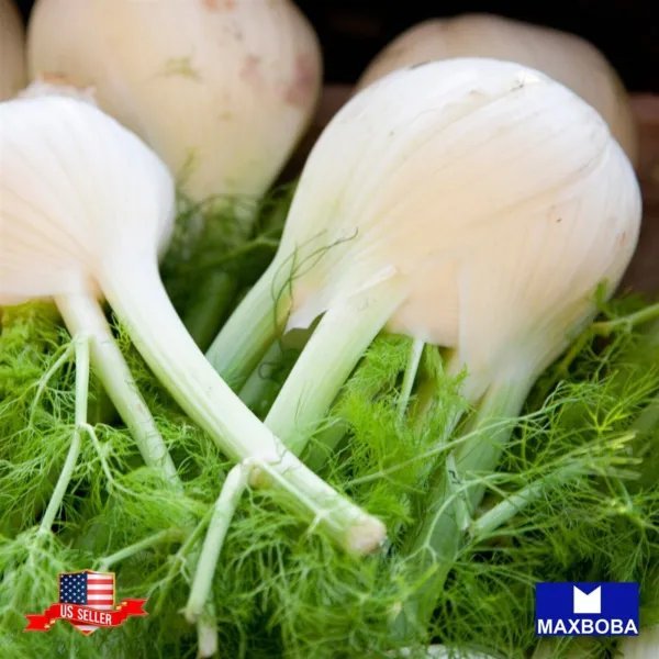 Fennel Herb 200 Seeds Florence Non Gmo Heirloom Garden