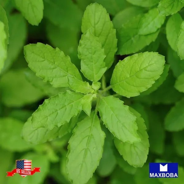Premium 4500 Seeds Holy Basil Green Leaf Basil Heirloom Non Gmo Garden