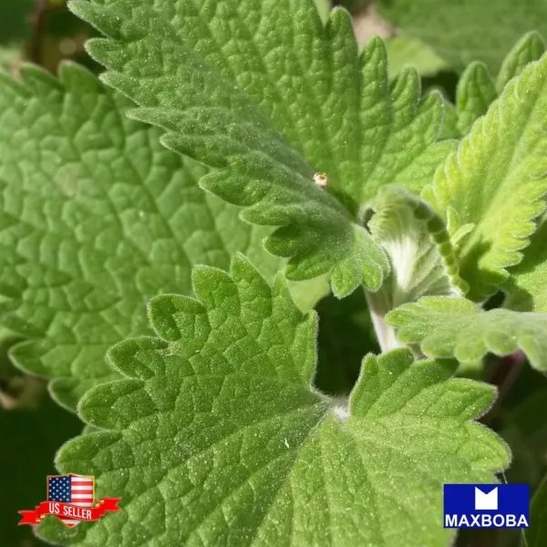 Premium 4800 Seeds Catnip Non Gmo Heirloom Herb Garden