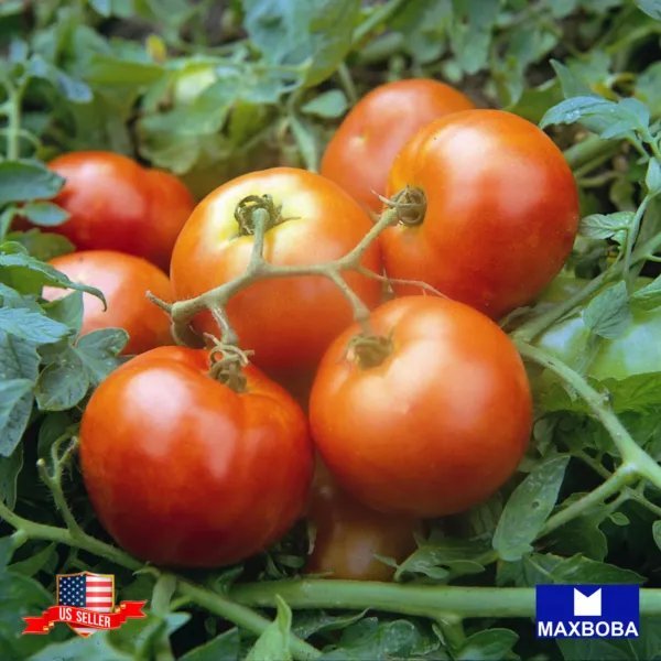 120+ Tomato Seeds Slicing Red Siberian Vegetable Heirloom Non Gmo Garden