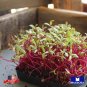 160+ Beet Microgreens Seeds Heirloom Non Gmo Garden