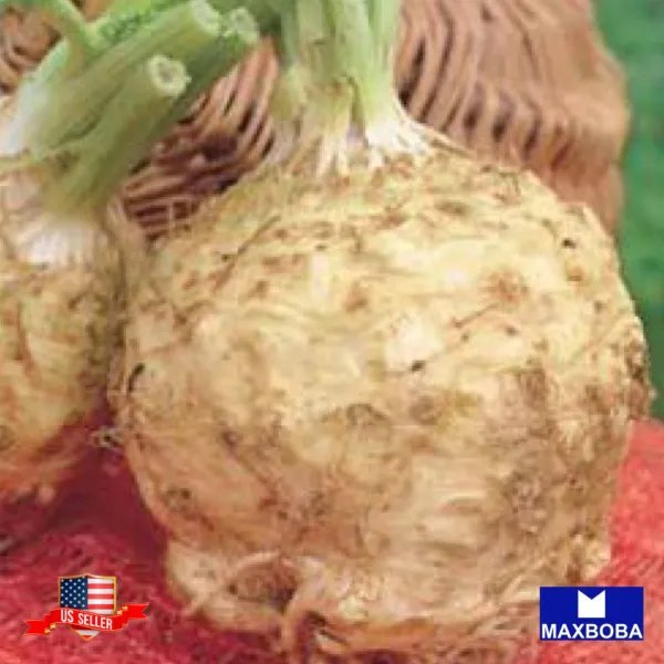 Premiun 2000+ Seeds Celeriac Giant Prague Non Gmo Heirloom Garden