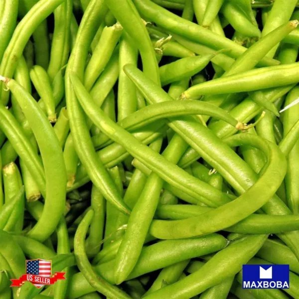 16+ Bush Contender Bean Seeds Heirloom Vegetable Non Gmo Garden