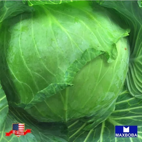 1200+ Cabbage Seeds Brunswick Heirloom Vegetable Non Gmo Garden