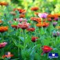 100+ Zinnia Seeds Thumbelina Mixture Non Gmo Garden