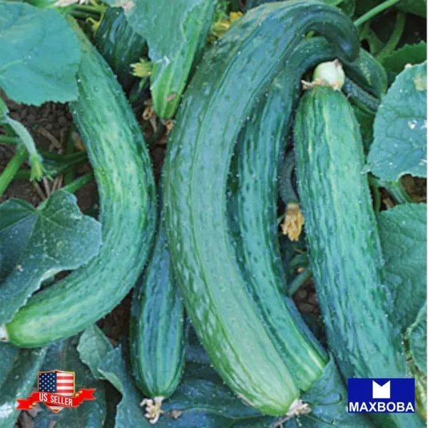 15+ Suyo Long Cucumber Seeds Non Gmo Heirloom Vegetable Garden