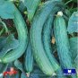 15+ Suyo Long Cucumber Seeds Non Gmo Heirloom Vegetable Garden