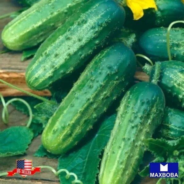20+ Pioneer Cucumber Seeds Non Gmo Vegetable Garden