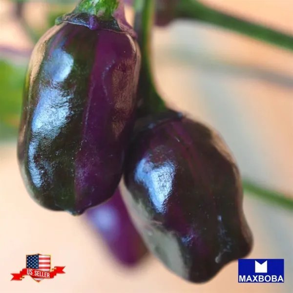 50+ Hot Purple Tiger Pepper Seeds Heirloom Vegetable Non Gmo Garden