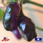 50+ Hot Purple Tiger Pepper Seeds Heirloom Vegetable Non Gmo Garden