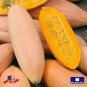30+ Squash Seeds Winter Pink Banana Jumbo Heirloom Non Gmo Garden