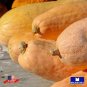 15+ Winter Pink Banana Jumbo Squash Seeds Heirloom Non Gmo Garden